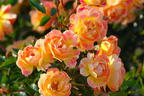 Bodendecker-Rose 'Bienenweide ® Fruity' - Rosa 'Bienenweide ® Fruity'
