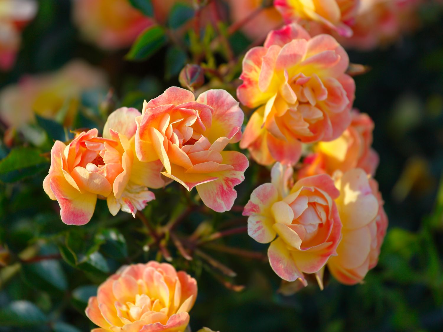 Bodendecker-Rose 'Bienenweide ® Fruity' - Rosa 'Bienenweide ® Fruity'