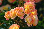Bodendecker-Rose 'Bienenweide ® Fruity' - Rosa 'Bienenweide ® Fruity'