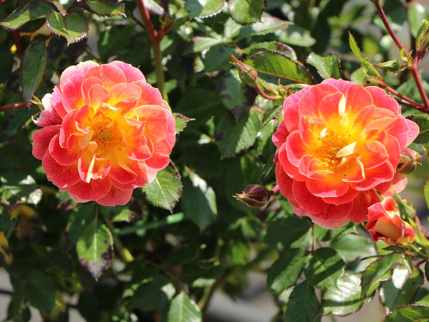 Bodendecker-Rose 'Bienenweide ® Fruity' - Rosa 'Bienenweide ® Fruity'