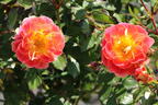 Bodendecker-Rose 'Bienenweide ® Fruity' - Rosa 'Bienenweide ® Fruity'