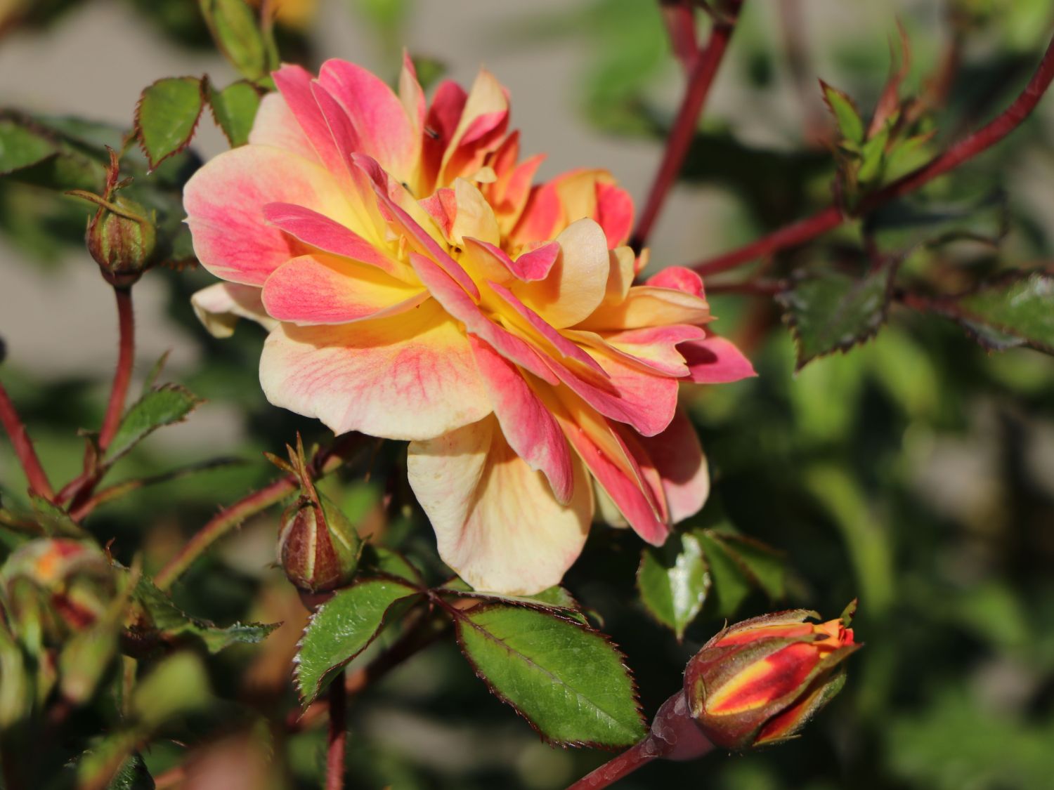 Bodendecker-Rose 'Bienenweide ® Fruity' - Rosa 'Bienenweide ® Fruity'