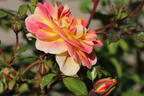 Bodendecker-Rose 'Bienenweide ® Fruity' - Rosa 'Bienenweide ® Fruity'