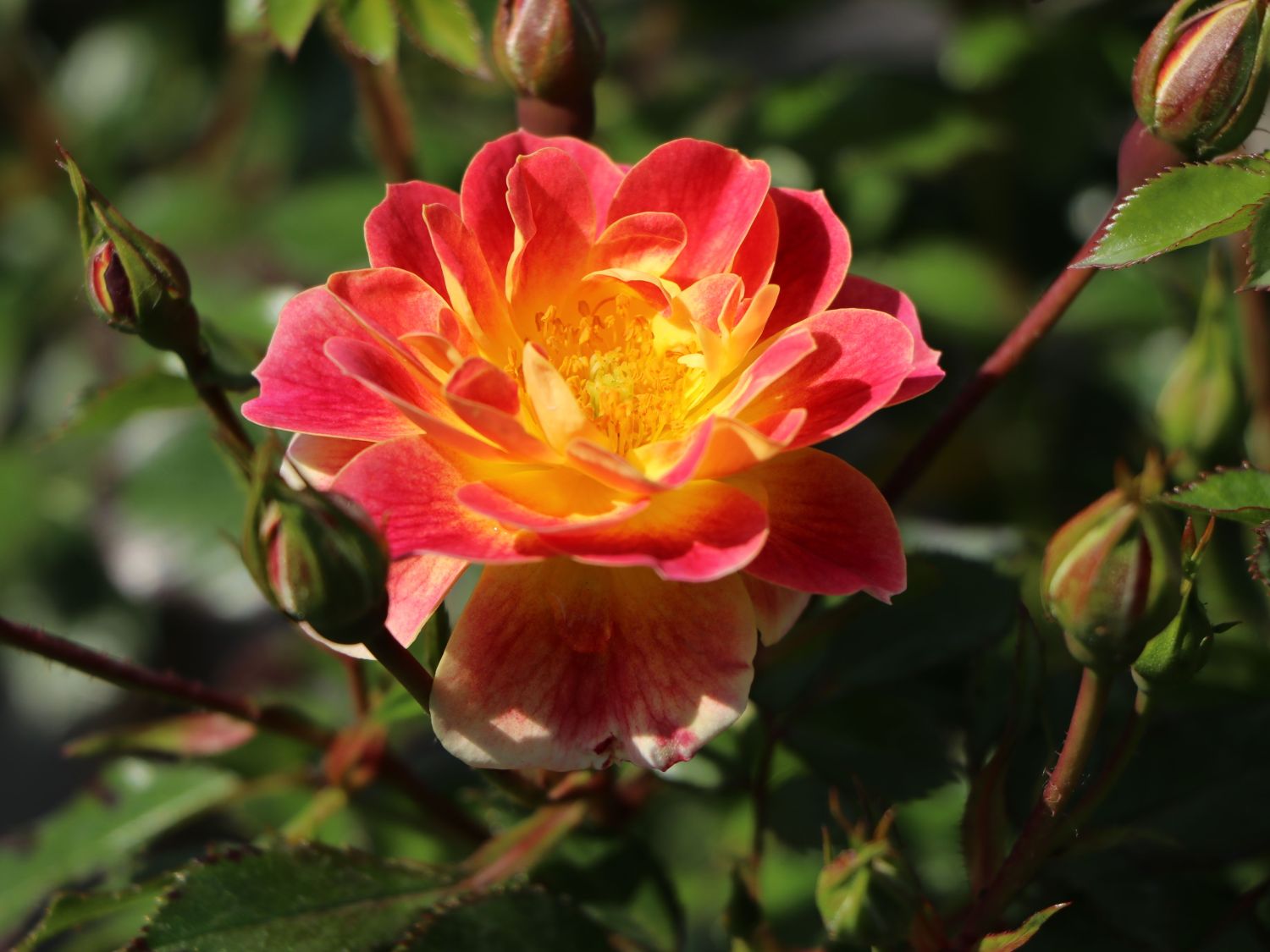 Bodendecker-Rose 'Bienenweide ® Fruity' - Rosa 'Bienenweide ® Fruity'