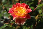 Bodendecker-Rose 'Bienenweide ® Fruity' - Rosa 'Bienenweide ® Fruity'