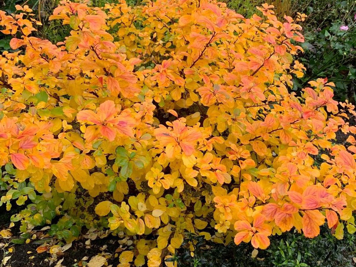 Birkenblättrige Spiere 'Tor Gold' - Spiraea betulifolia 'Tor Gold'