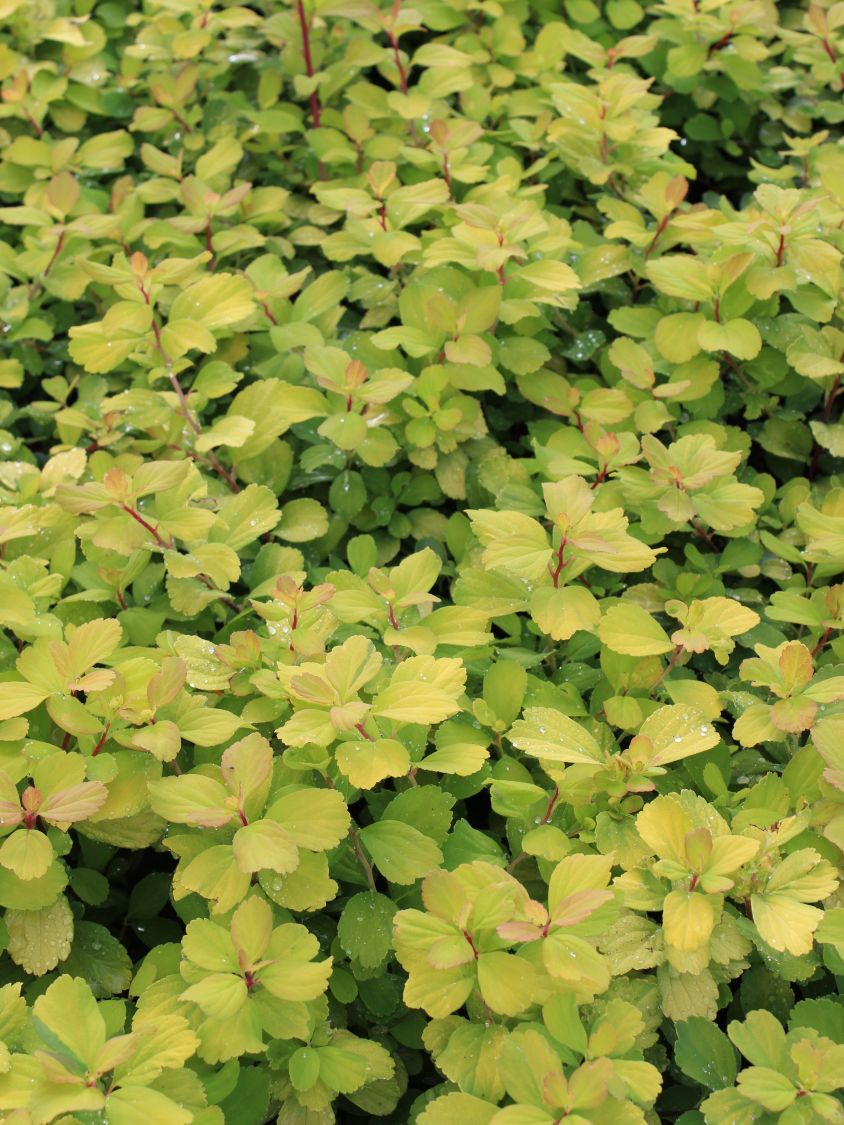 Birkenblättrige Spiere 'Tor Gold' - Spiraea betulifolia 'Tor Gold'