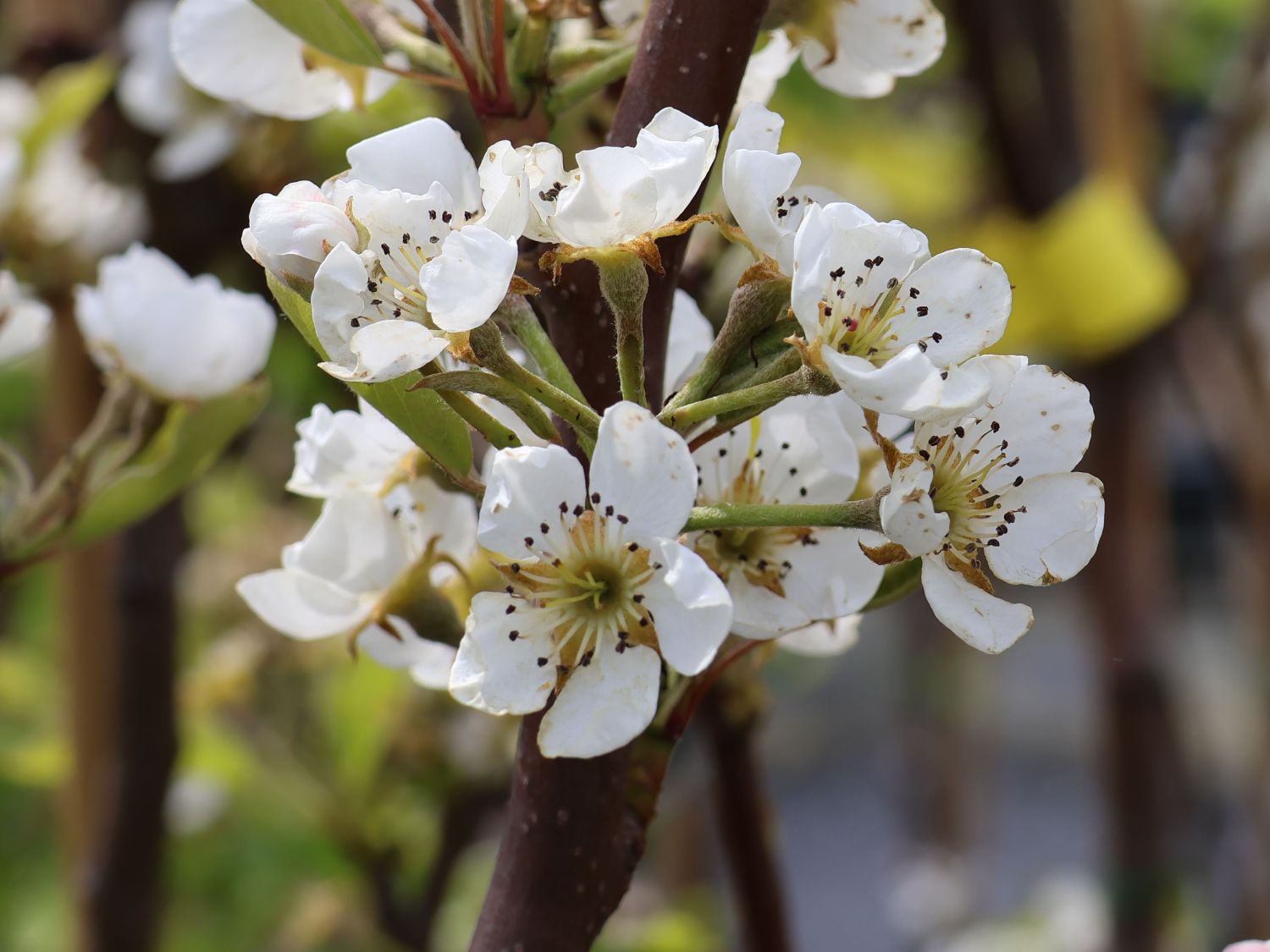 Birne 'Abate Fetel' / 'Abbé Fétel' - Pyrus communis 'Abate Fetel' /'Abbé Fétel'