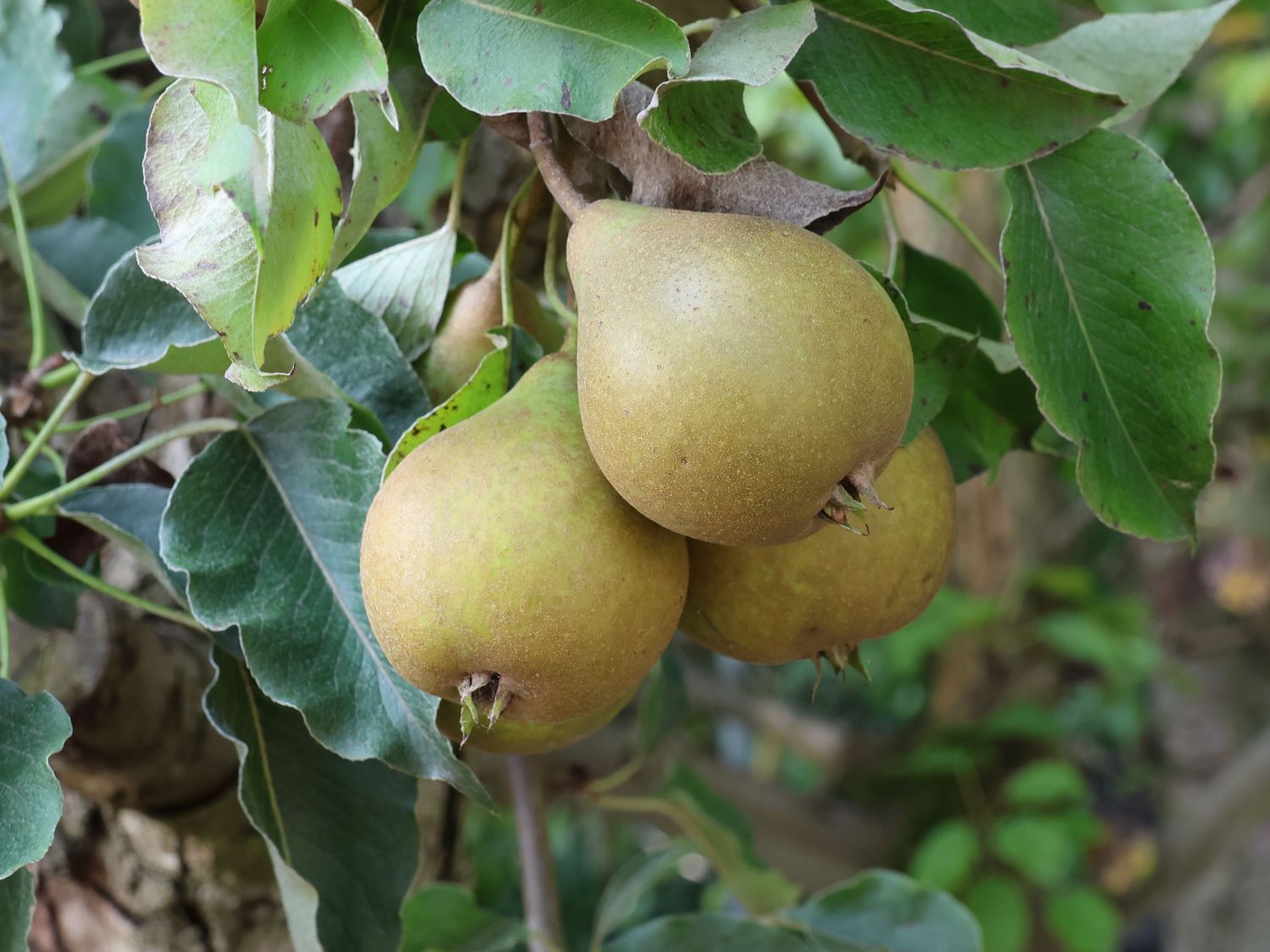 Birne 'Kirchensaller Mostbirne'