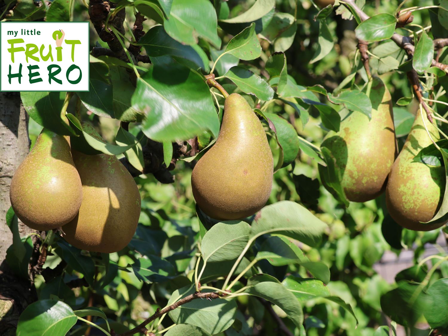 Birne my little FRUIT HERO ® 'Conference'