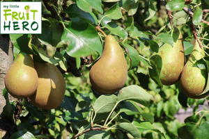 Birne my little FRUIT HERO ® 'Conference'