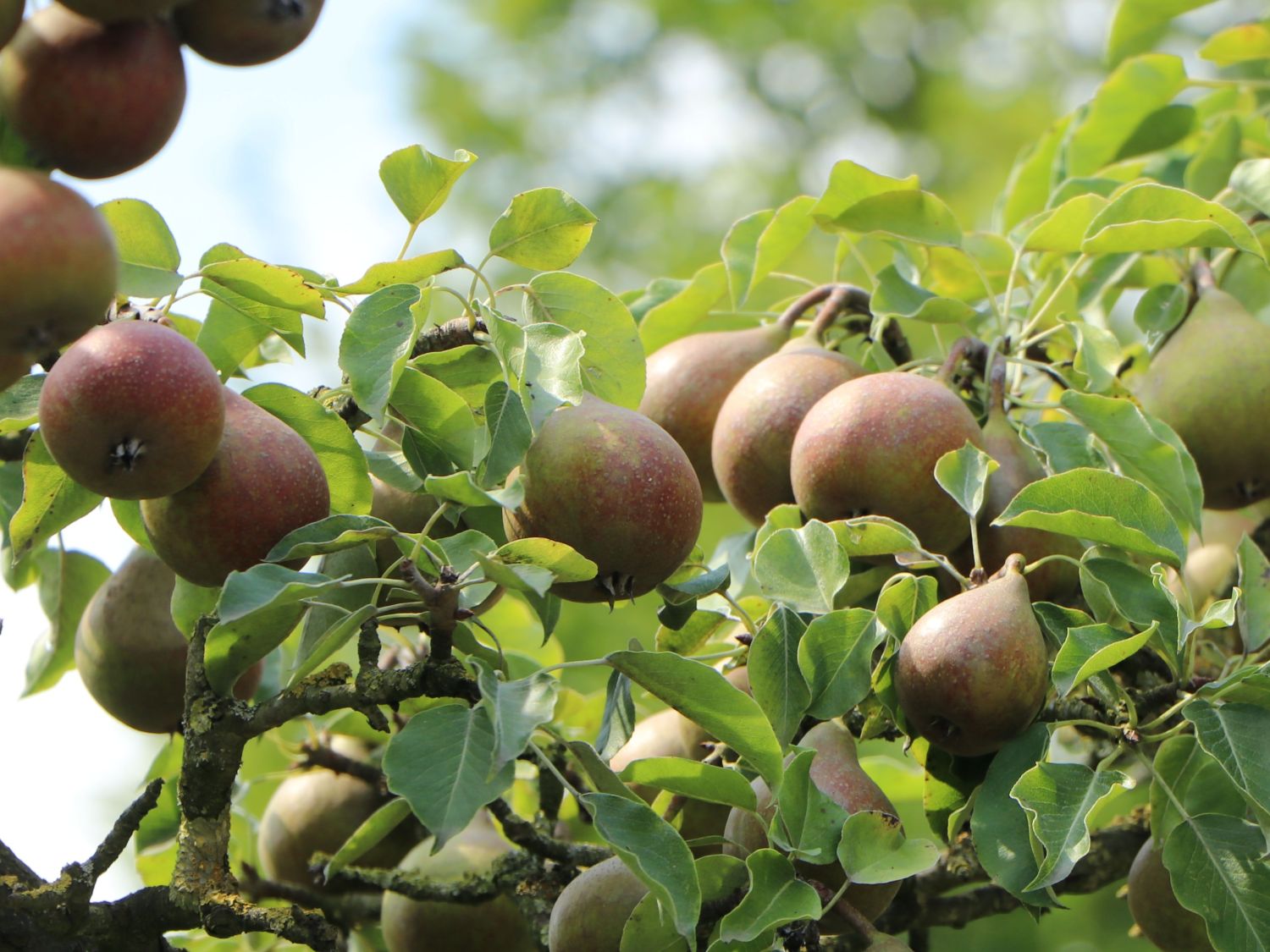 Birne 'Nordhäuser Winterforelle'