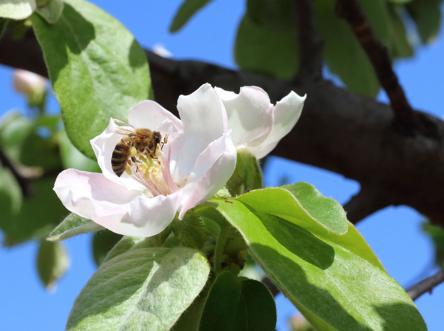 Birnen-Quitte 'Vranja' - Cydonia oblonga 'Vranja'
