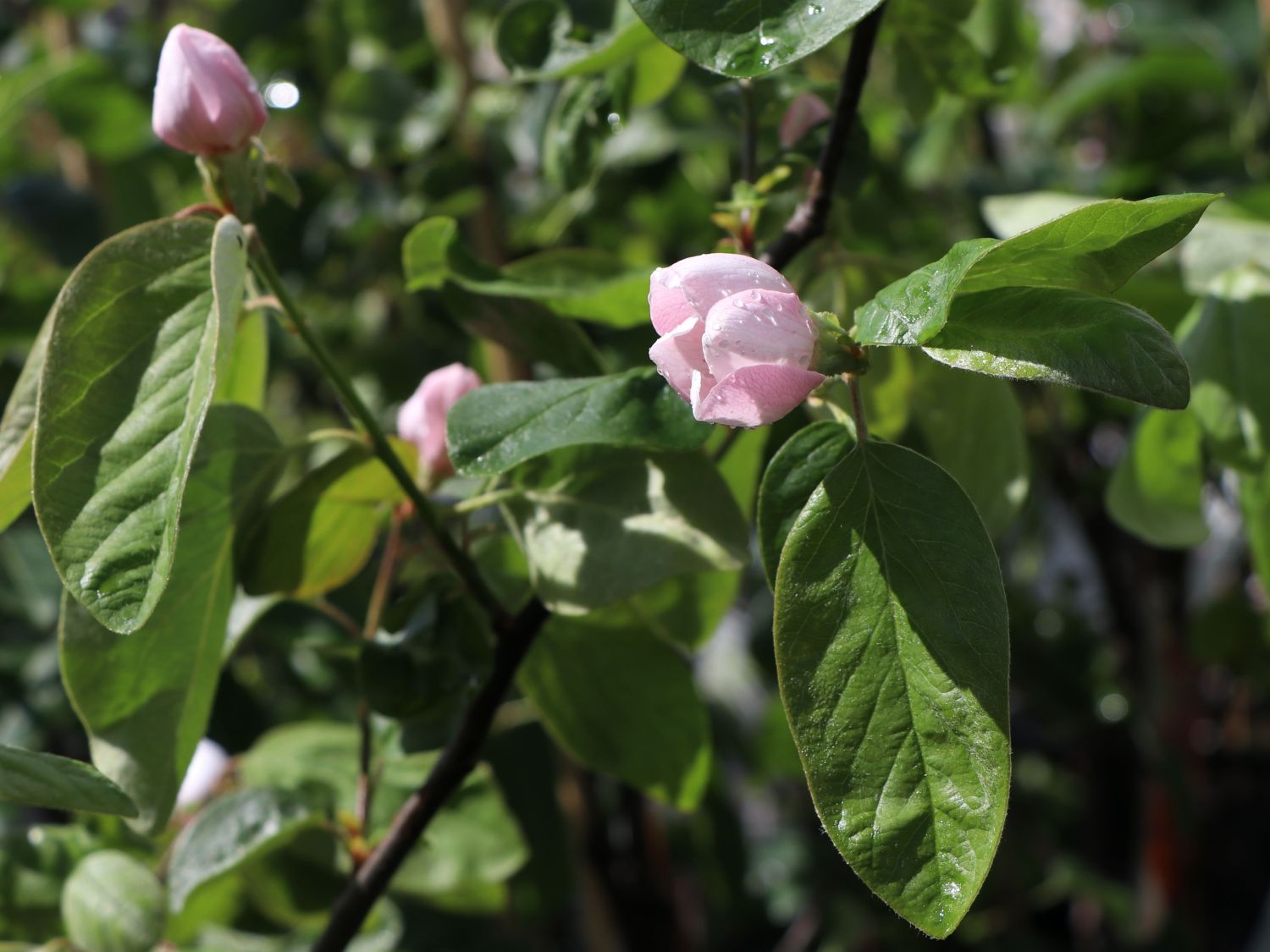 Birnen-Quitte 'Vranja' - Cydonia oblonga 'Vranja'