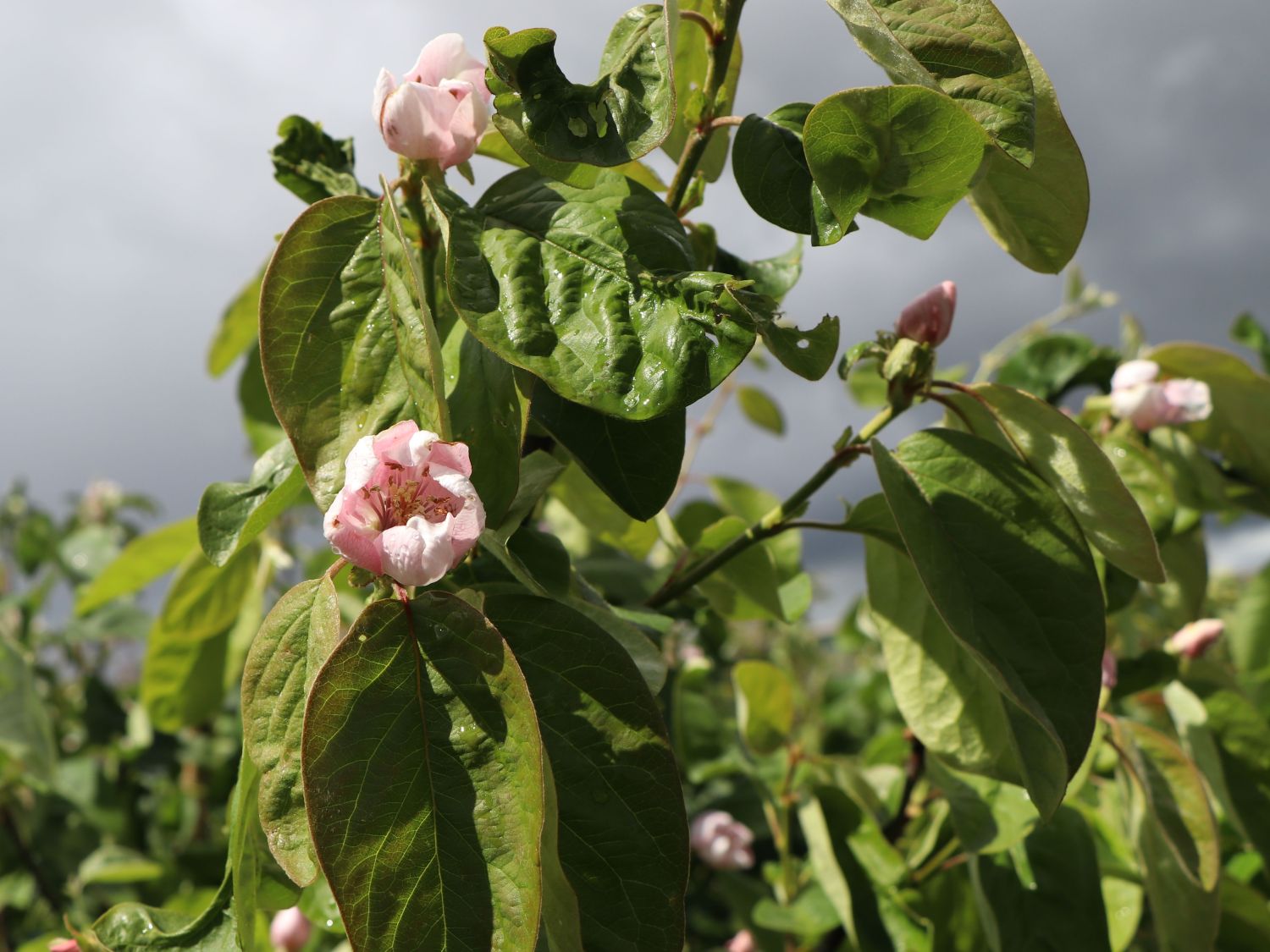 Birnen-Quitte 'Vranja' - Cydonia oblonga 'Vranja'