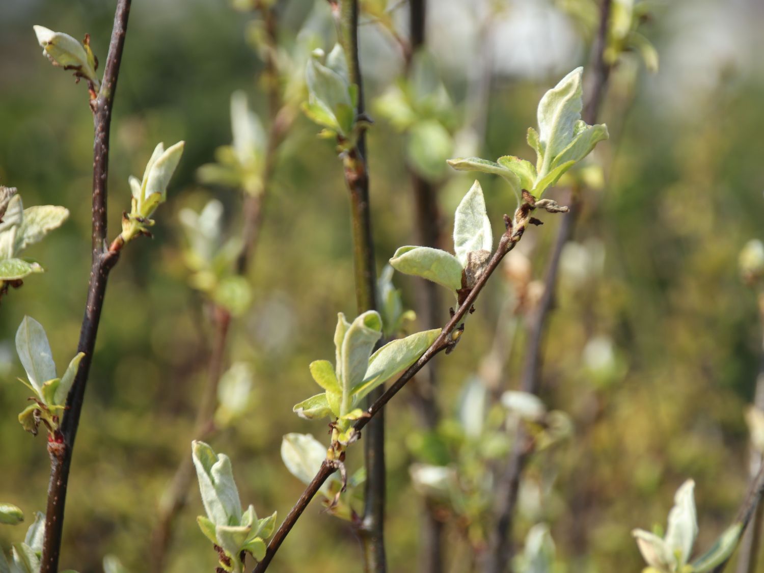 Birnen-Quitte 'Vranja' - Cydonia oblonga 'Vranja'