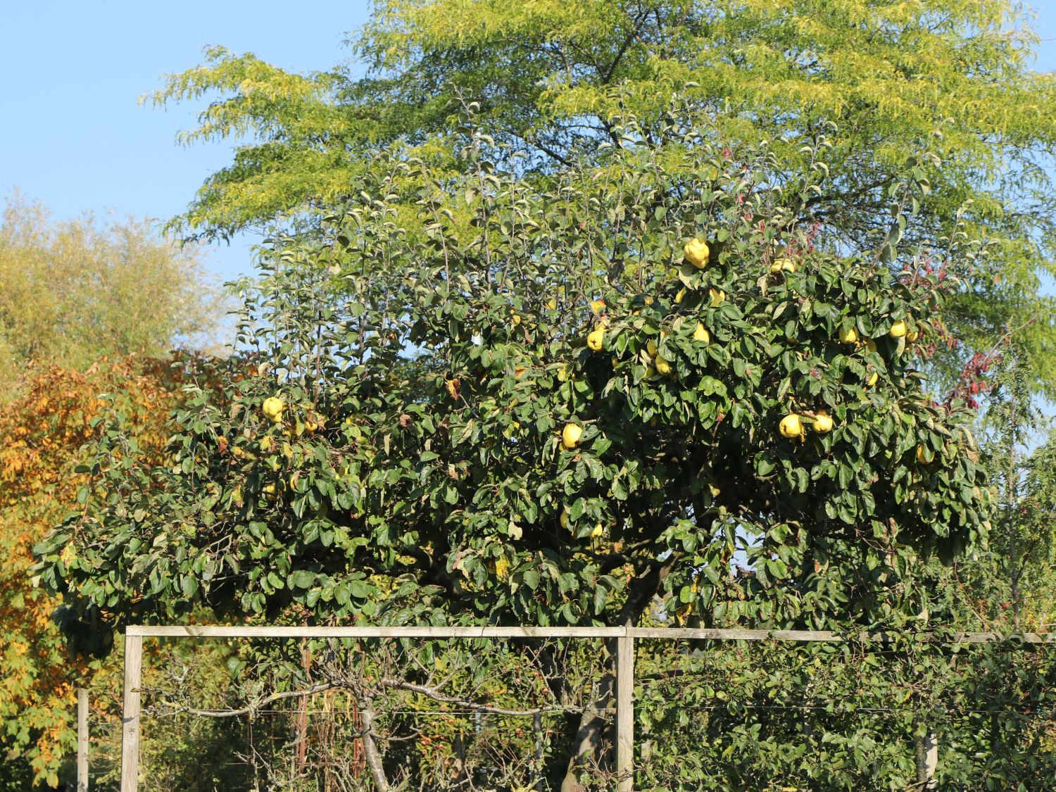 Birnen-Quitte 'Vranja' - Cydonia oblonga 'Vranja'