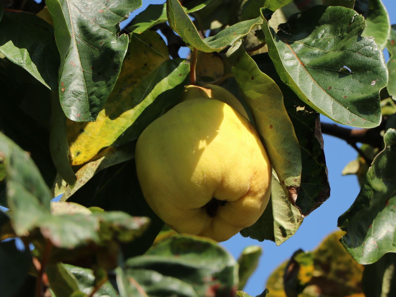 Birnen-Quitte 'Vranja' - Cydonia oblonga 'Vranja'