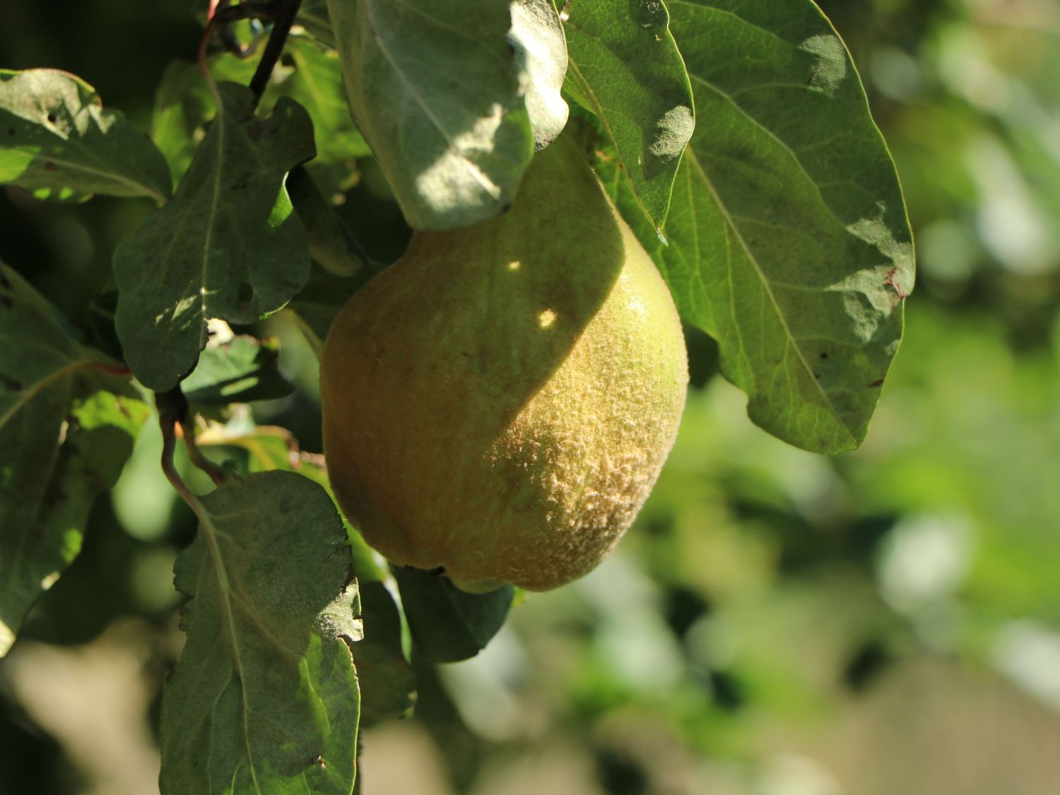 Birnen-Quitte 'Vranja' - Cydonia oblonga 'Vranja'