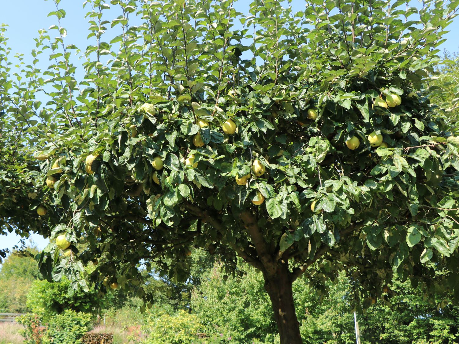 Birnen-Quitte 'Vranja' - Cydonia oblonga 'Vranja'