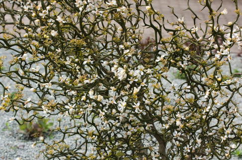 Bitterorange 'Flying Dragon' - Poncirus trifoliata 'Flying Dragon'