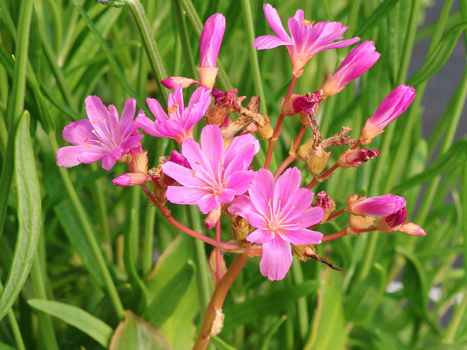 Bitterwurz 'Elise' - Lewisia cotyledon 'Elise'