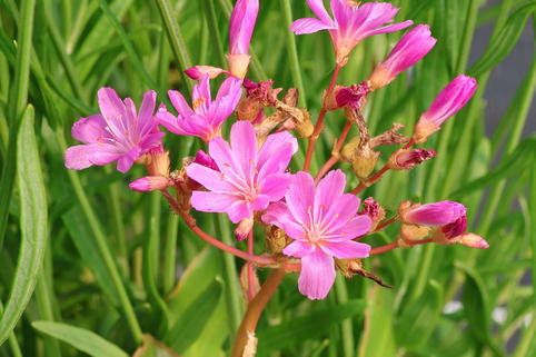 Bitterwurz 'Elise' - Lewisia cotyledon 'Elise'