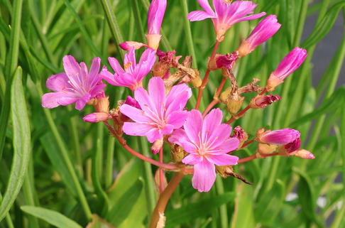 Bitterwurz 'Elise' - Lewisia cotyledon 'Elise'
