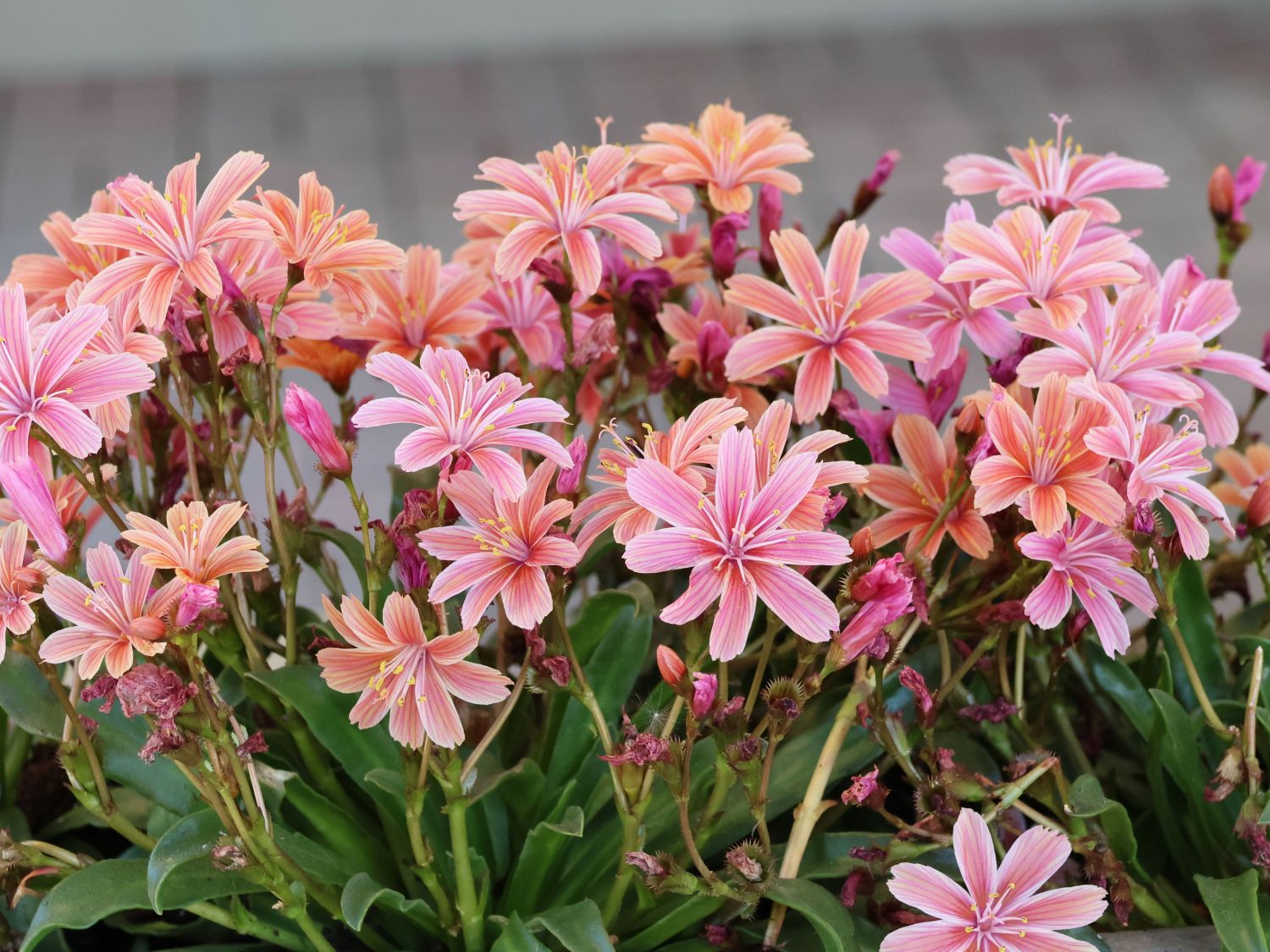 Bitterwurz 'Little Plum' - Lewisia longipetala 'Little Plum'