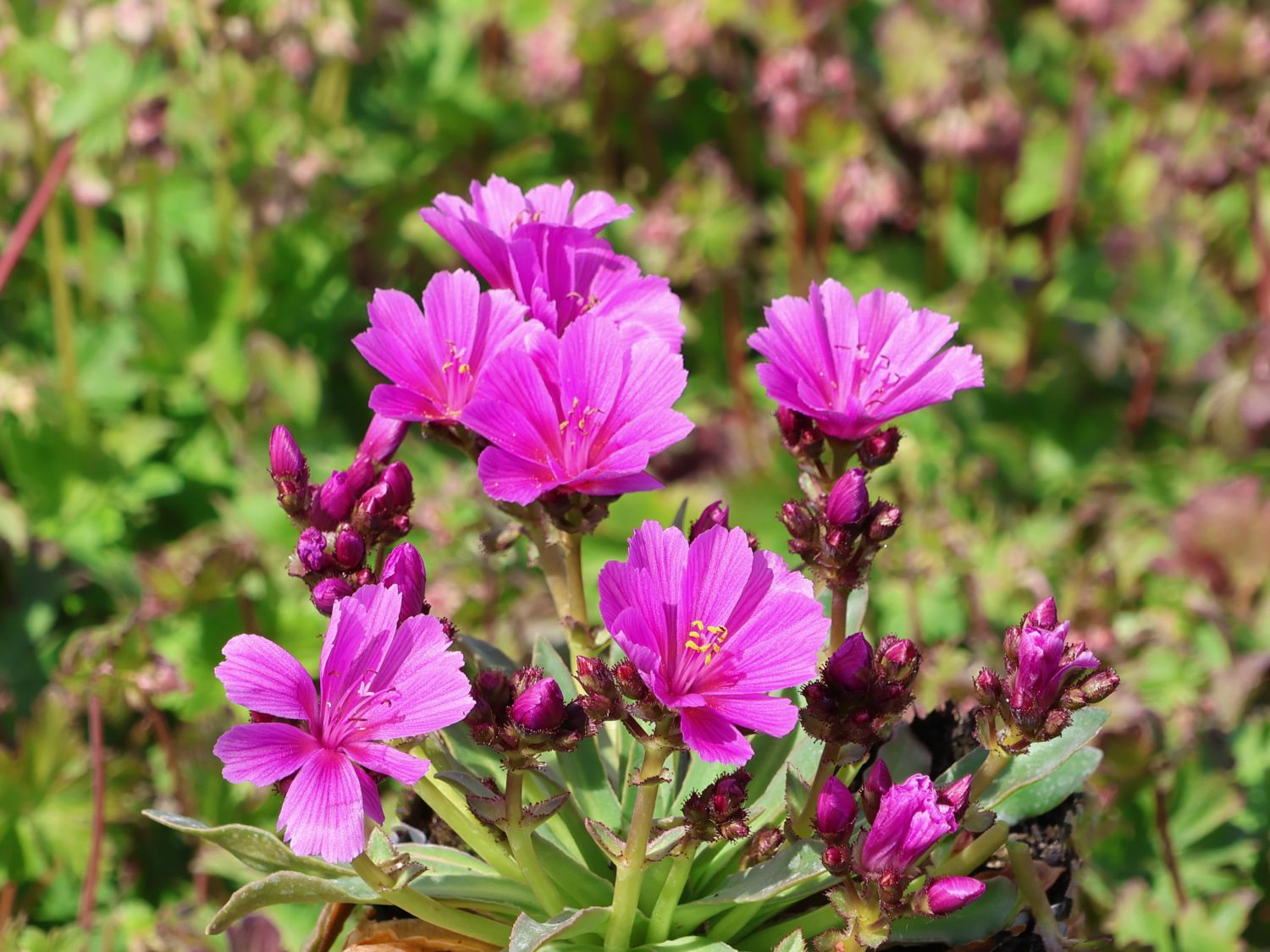 Bitterwurz 'Little Raspberry'