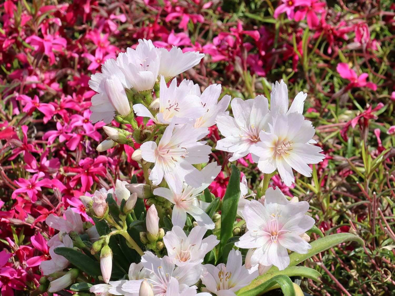 Bitterwurz 'Little Snowberry'