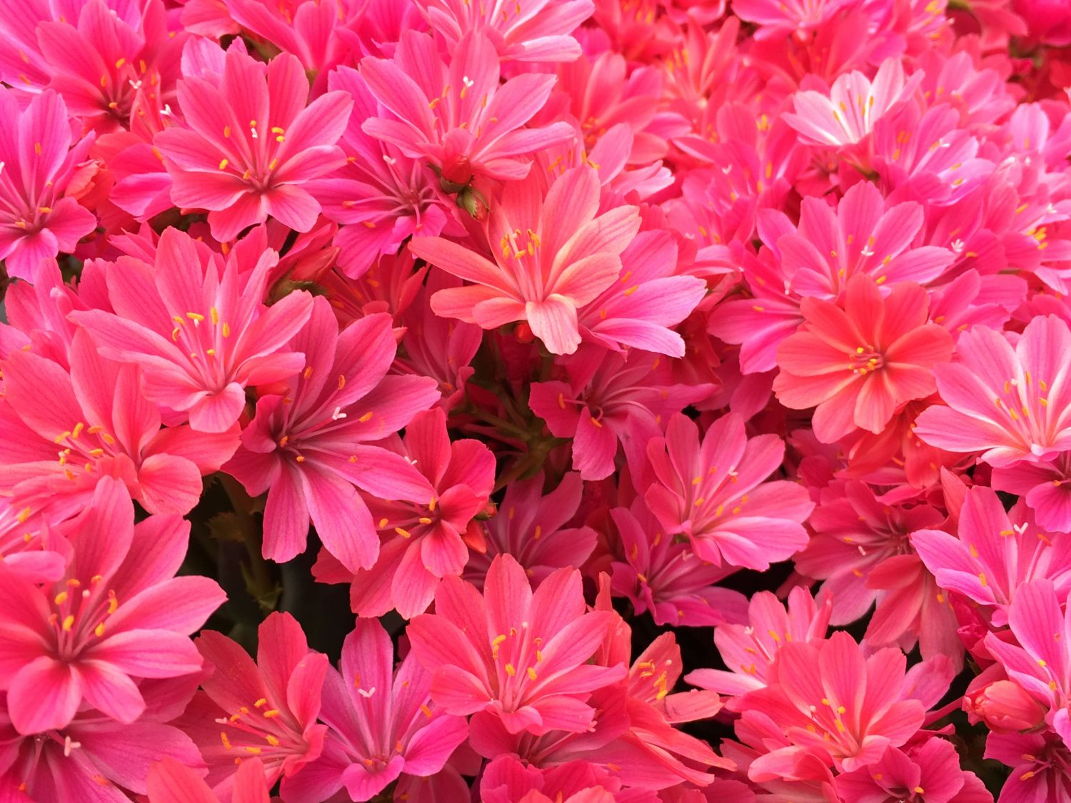 Bitterwurz 'Safira Coral'