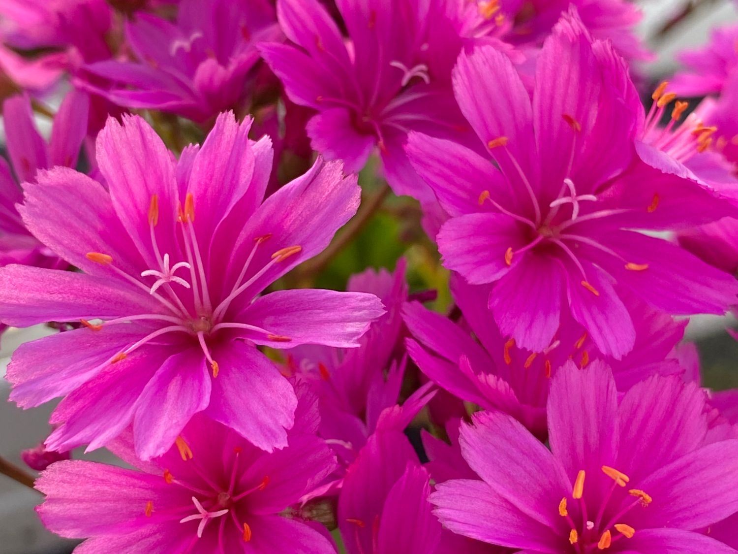 Bitterwurz 'Safira Violet'