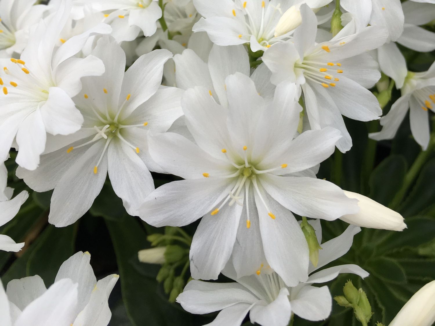 Bitterwurz Safira 'White' - Lewisia cotyledon Safira 'White'