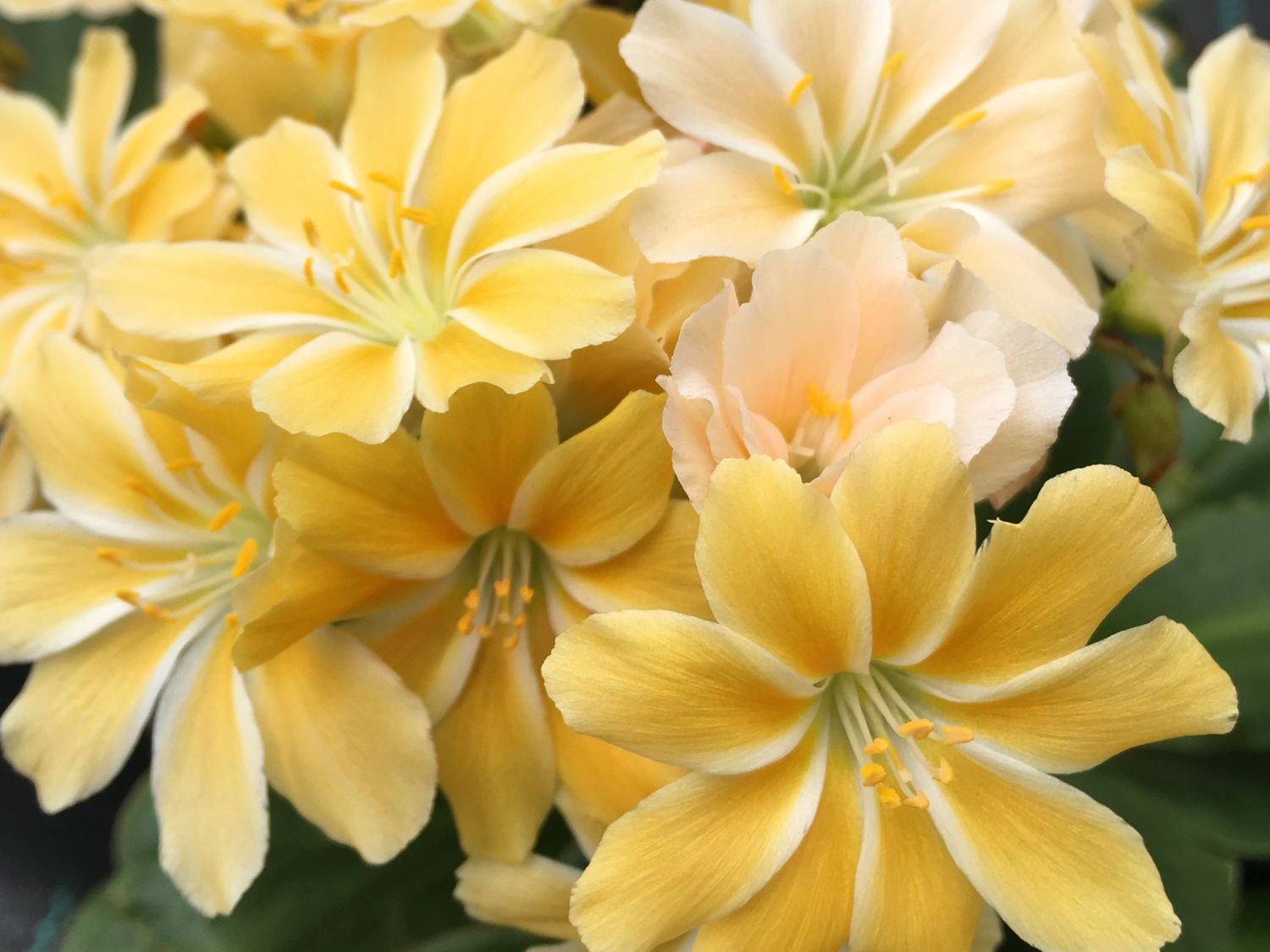 Bitterwurz Safira 'Yellow'