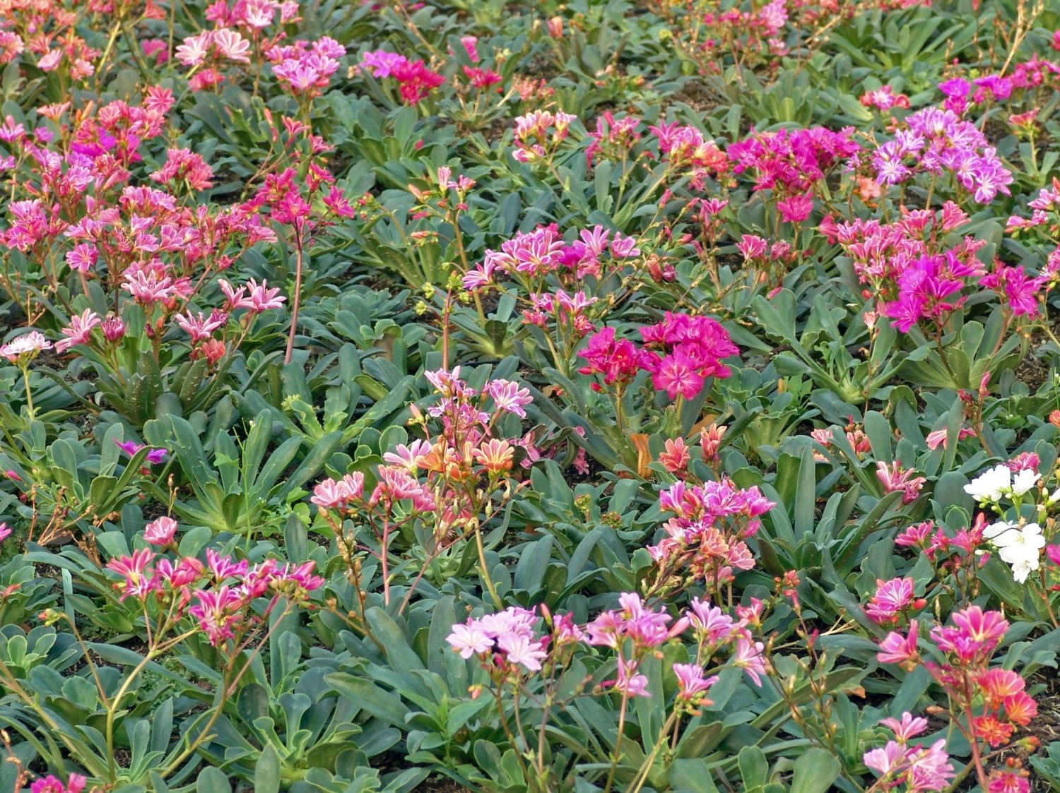 Quellkrautgewächse (Montiaceae)