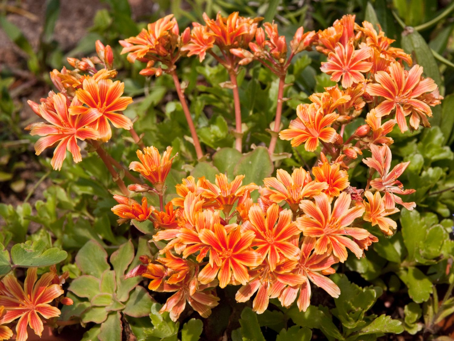Bitterwurz (Lewisia)