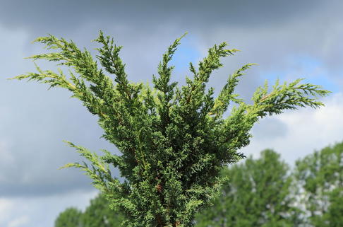 Blaauw's Wacholder - Juniperus chinensis 'Blaauw'