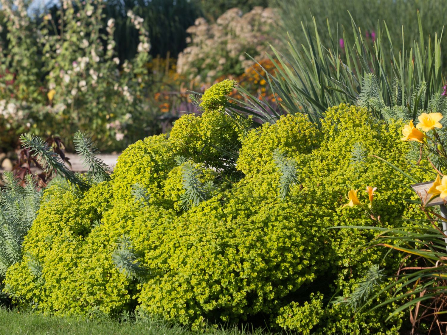 Bläuliche Wolfsmilch