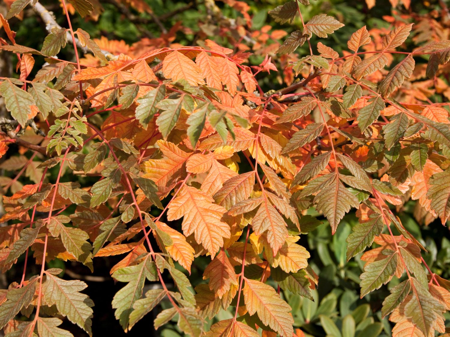 Blasenbaum / Blasenesche 'Coral Sun'