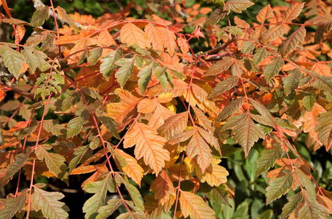 Blasenbaum / Blasenesche 'Coral Sun' - Koelreuteria paniculata 'Coral Sun'