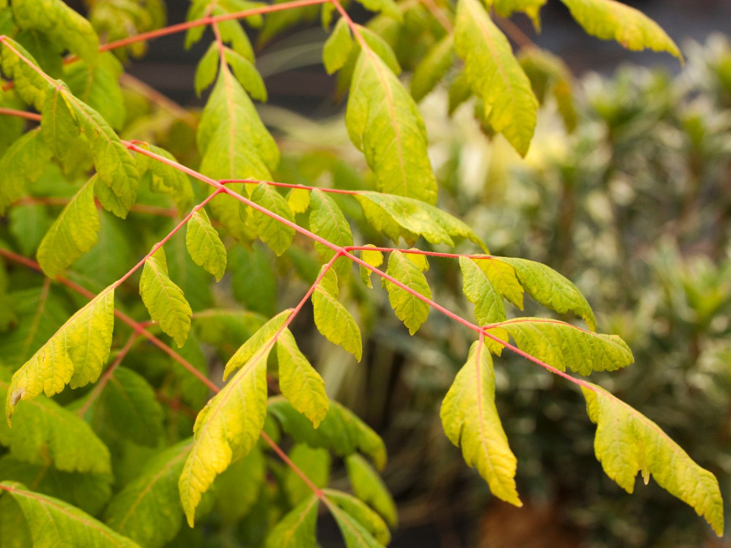 Blasenbaum / Blasenesche 'Coral Sun' - Koelreuteria paniculata 'Coral Sun'