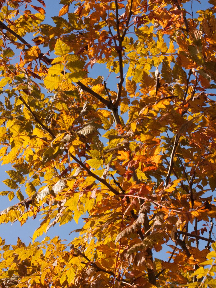 Blasenbaum / Blasenesche 'Coral Sun' - Koelreuteria paniculata 'Coral Sun'