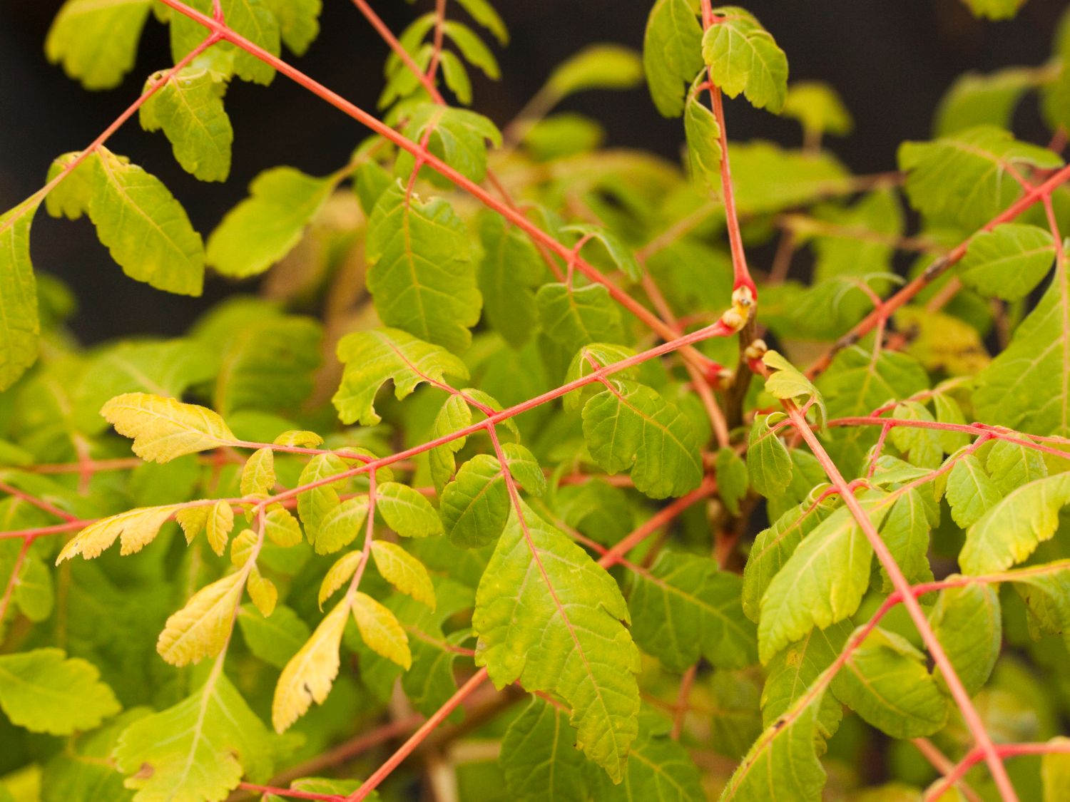 Blasenbaum / Blasenesche 'Coral Sun' - Koelreuteria paniculata 'Coral Sun'