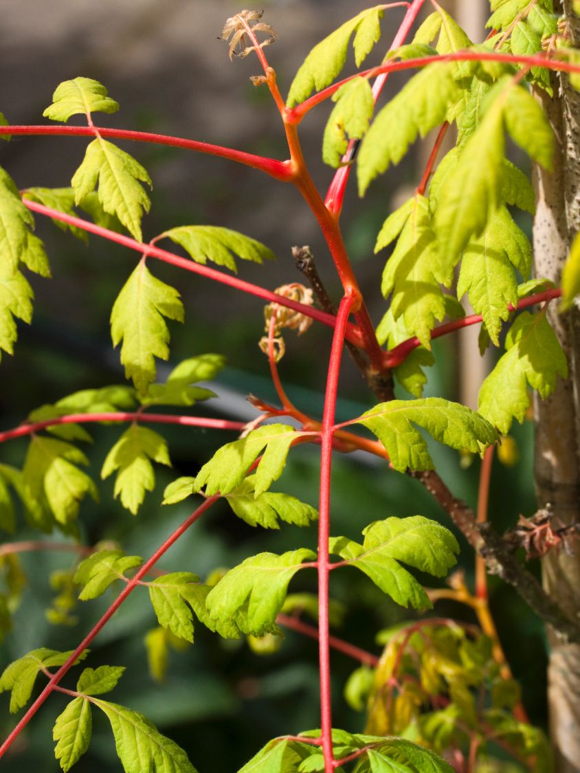 Blasenbaum / Blasenesche 'Coral Sun' - Koelreuteria paniculata 'Coral Sun'