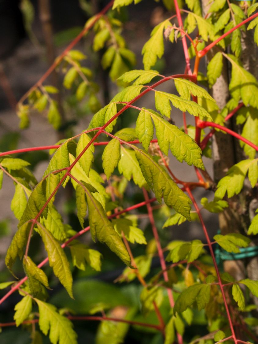 Blasenbaum / Blasenesche 'Coral Sun' - Koelreuteria paniculata 'Coral Sun'