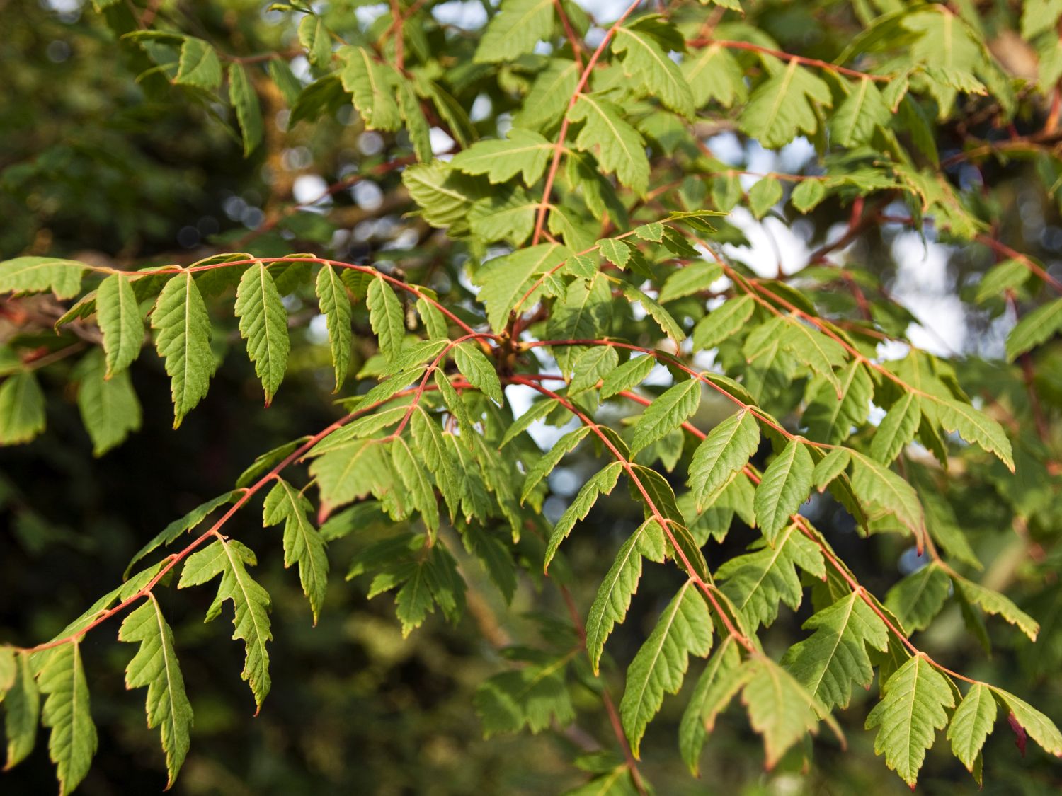 Blaseneschen (Koelreuteria)