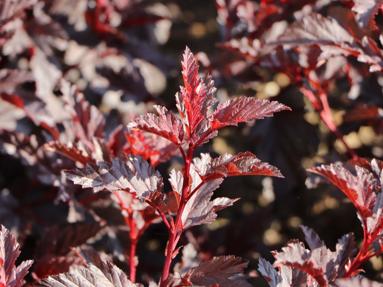 Blasenspiere 'All Black' - Physocarpus opulifolius 'All Black'