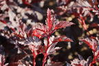 Blasenspiere 'All Black' - Physocarpus opulifolius 'All Black'