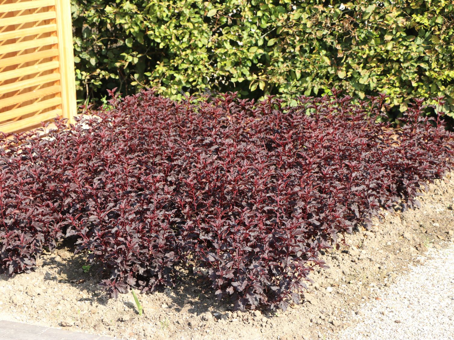 Blasenspiere 'All Black' - Physocarpus opulifolius 'All Black'